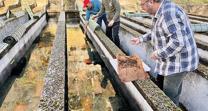 Comienza la reintroducción del cangrejo de río autóctono en la piscifactoría de Uña