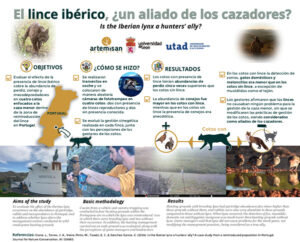 El lince ibérico, un aliado de los cazadores