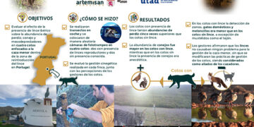 El lince ibérico, un aliado de los cazadores