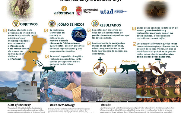 El lince ibérico, un aliado de los cazadores 1 El lince ibérico, un aliado de los cazadores