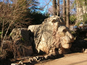 Ifrane lion