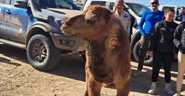 Dos conquenses en el Sáhara. En la séptima etapa nos encontramos con Fogaras y nieve