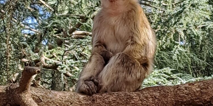 Dos conquenses en el Sáhara. Última jornada desde Ifrane a Nador y, ya, en el barco hacia Almeria