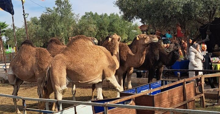Dos conquenses en el Sáhara. Última jornada desde Ifrane a Nador y, ya, en el barco hacia Almeria