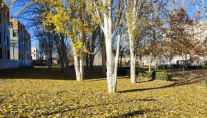 La AEMET confirma que noviembre en Guadalajara ha sido extremadamente cálido y seco