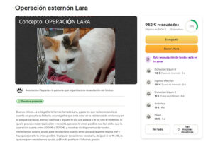 La Asociación Zarpas de Motilla del Palancar lanza una colecta de ayuda urgente para una gata que fue agredida con una patada que le generó una fractura en el esternón