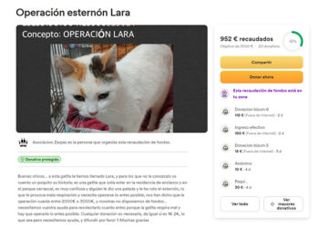 La Asociación Zarpas de Motilla del Palancar lanza una colecta de ayuda urgente para una gata que fue agredida con una patada que le generó una fractura en el esternón 1 La Asociación Zarpas de Motilla del Palancar lanza una colecta de ayuda urgente para una gata que fue agredida con una patada que le generó una fractura en el esternón