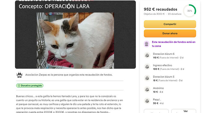 La Asociación Zarpas de Motilla del Palancar lanza una colecta de ayuda urgente para una gata que fue agredida con una patada que le generó una fractura en el esternón