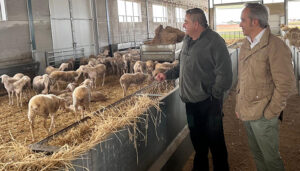 La Junta abona cerca de 2,4 millones de euros del anticipo de la PAC a ganaderos de ovino y caprino de la provincia de Cuenca