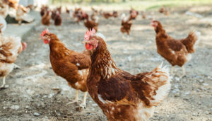 La Junta resuelve ayudas por 4,6 millones para adaptar los sistemas de puesta de huevos en jaulas a ecológico, camperas o en suelo