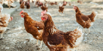 La Junta resuelve ayudas por 4,6 millones para adaptar los sistemas de puesta de huevos en jaulas a ecológico, camperas o en suelo