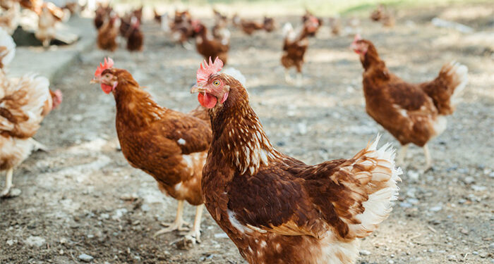 La Junta resuelve ayudas por 4,6 millones para adaptar los sistemas de puesta de huevos en jaulas a ecológico, camperas o en suelo