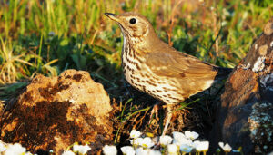 Las poblaciones de zorzales común y alirrojo presentan buen estado de conservación en España