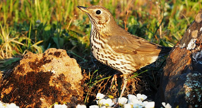 Las poblaciones de zorzales común y alirrojo presentan buen estado de conservación en España 1 Las poblaciones de zorzales común y alirrojo presentan buen estado de conservación en España
