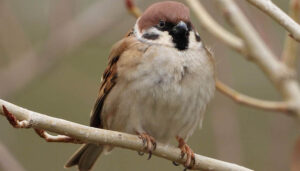 Los 'cuatro fantásticos' gorriones