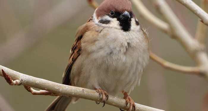 Los 'cuatro fantásticos' gorriones