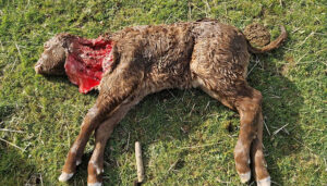 Nuevos ataques de lobos a las ovejas en la Sierra Norte de Guadalajara