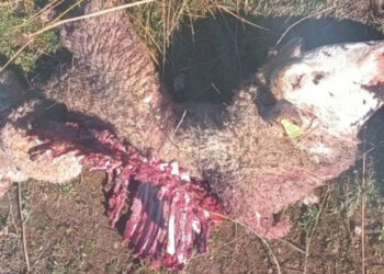Nuevos ataques de lobos a las ovejas en la Sierra Norte de Guadalajara