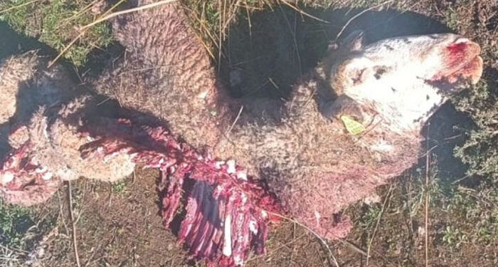 Nuevos ataques de lobos a las ovejas en la Sierra Norte de Guadalajara