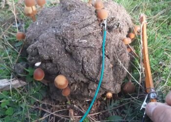 «La Música Oculta de los Hongos» llega a YouTube con sonidos de la Serranía de Cuenca