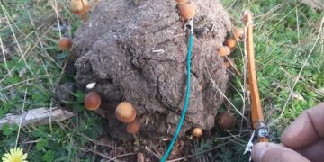 «La Música Oculta de los Hongos» llega a YouTube con sonidos de la Serranía de Cuenca