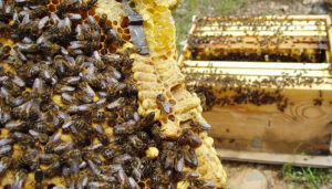 Comienza el plazo para realizar el censo obligatorio de colmenas