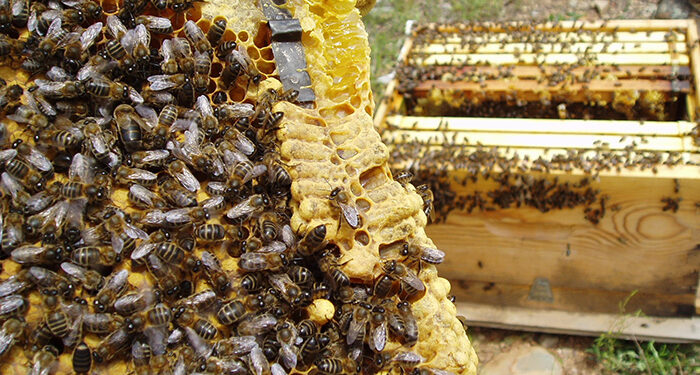 Comienza el plazo para realizar el censo obligatorio de colmenas 1 Comienza el plazo para realizar el censo obligatorio de colmenas