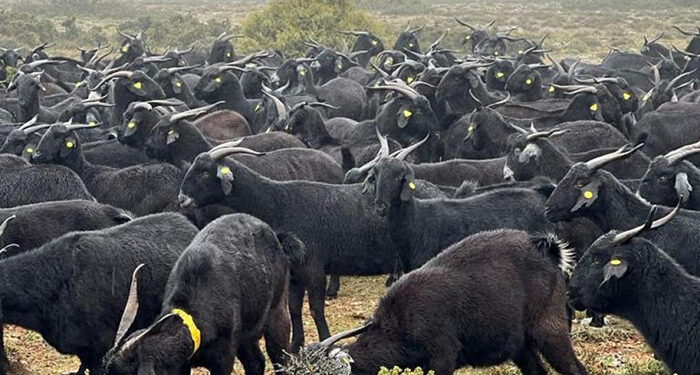 Convocadas las subvenciones destinadas al fomento de las razas autóctonas españolas