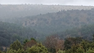 Declaradas de Utilidad Pública cerca de 877 hectáreas de monte en el municipio de Cañete