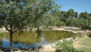 El Ayuntamiento de Azuqueca acomete la limpieza de la laguna de La Quebradilla