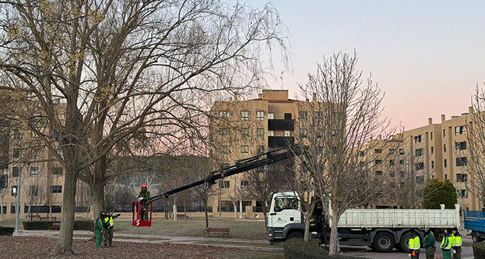 El Ayuntamiento de Cuenca avanza en el Plan de Podas actuando sobre el arbolado de la ciudad para garantizar la seguridad ciudadana