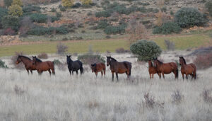 Rewilding Spain destina 17.000 euros a financiar negocios y emprendimientos de naturaleza en el Sistema Ibérico Sur 7 El Programa de Voluntariado de Rewilding Spain atrajo hasta el Alto Tajo a 22 amantes de la naturaleza de todo el mundo