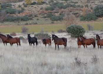 Rewilding Spain destina 17.000 euros a financiar negocios y emprendimientos de naturaleza en el Sistema Ibérico Sur 4 El Programa de Voluntariado de Rewilding Spain atrajo hasta el Alto Tajo a 22 amantes de la naturaleza de todo el mundo