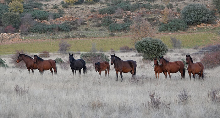 El Programa de Voluntariado de Rewilding Spain atrajo hasta el Alto Tajo a 22 amantes de la naturaleza de todo el mundo