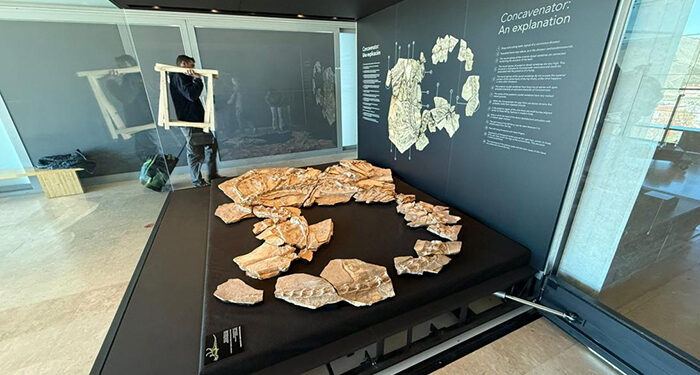 El fósil de Pepito vuelve al MUPA tras nueve meses de ‘gira’ 1 El fósil de Pepito vuelve al MUPA tras nueve meses de ‘gira’