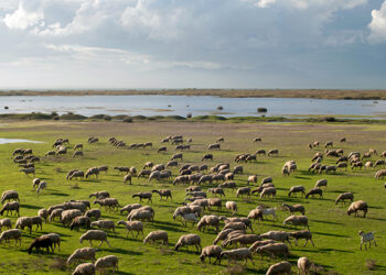 Esparvel defiende la ganadería extensiva y solicita la continuación de la moratoria para la implantación de macrogranjas en Castilla-La Mancha