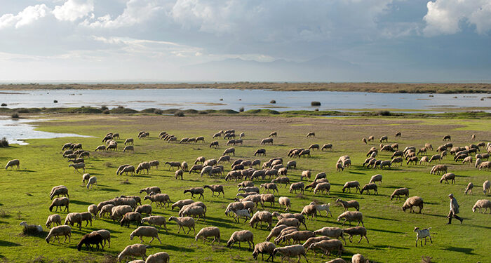 Esparvel defiende la ganadería extensiva y solicita la continuación de la moratoria para la implantación de macrogranjas en Castilla-La Mancha