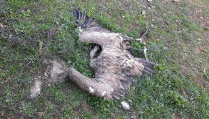 La Agrupación Naturalista Esparvel defiende el uso continuo de munición sin plomo en Castilla-La Mancha