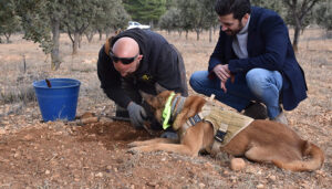 La Diputación de Cuenca apoya el trufiturismo como una actividad que conjuga sector primario con la atracción de visitantes