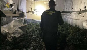 La Guardia Civil desmantela una plantación de marihuana indoor en Robledillo de Mohernando