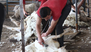 La Junta autoriza la incorporación de la lana en el estiércol para su compostaje