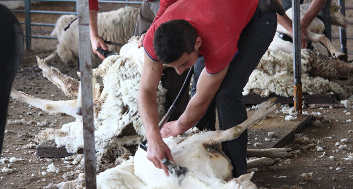La Junta autoriza la incorporación de la lana en el estiércol para su compostaje 1 La Junta autoriza la incorporación de la lana en el estiércol para su compostaje