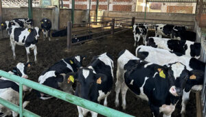 La Junta destina 300.000 euros a las ayudas para el control del rendimiento lechero en Castilla-La Mancha