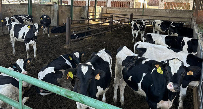 La Junta destina 300.000 euros a las ayudas para el control del rendimiento lechero en Castilla-La Mancha