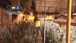 La Policía Nacional desmantela un grupo criminal dedicado al tráfico de drogas e interviene más de 1.000 plantas de cannabis en Cuenca, Valencia y Toledo