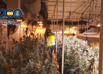 La Policía Nacional desmantela un grupo criminal dedicado al tráfico de drogas e interviene más de 1.000 plantas de cannabis en Cuenca, Valencia y Toledo