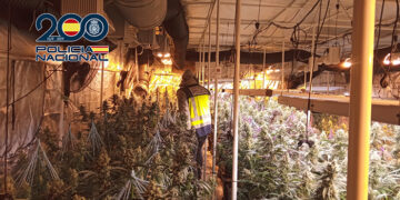 La Policía Nacional desmantela un grupo criminal dedicado al tráfico de drogas e interviene más de 1.000 plantas de cannabis en Cuenca, Valencia y Toledo