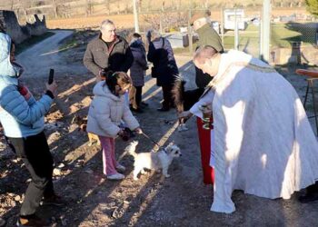 La celebración de San Antón en Cogolludo volvía a su ermita en 2025
