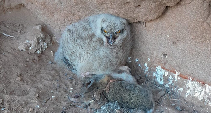 Agentes Medioambientales rescatan en Guadalajara dos crías de Búho Real tras la muerte de su madre 1 Agentes Medioambientales rescatan dos crias de Buho Real tras la muerte de su madre 1