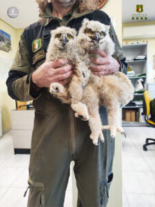 Agentes Medioambientales rescatan dos crías de Búho Real tras la muerte de su madre